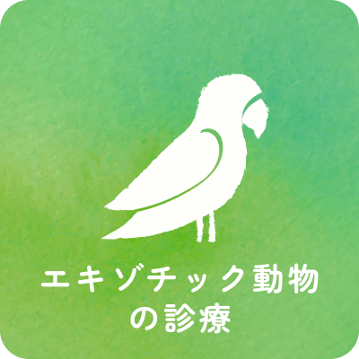 エキゾチック動物の診療
